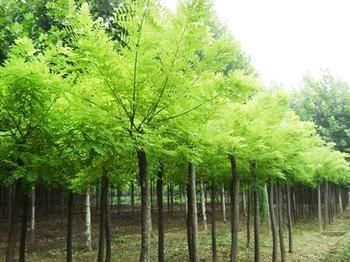 重慶元寶楓苗木 工程綠化優(yōu)選與價格行情全覽