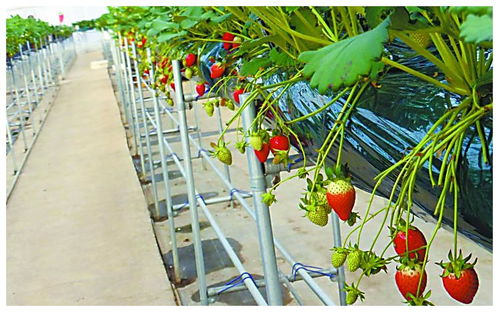 全球植物工廠進入量產階段 蔬菜種植的科技革命