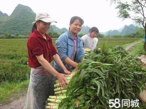 從田間到餐桌 廣州一站式生活配送服務的產業鏈整合